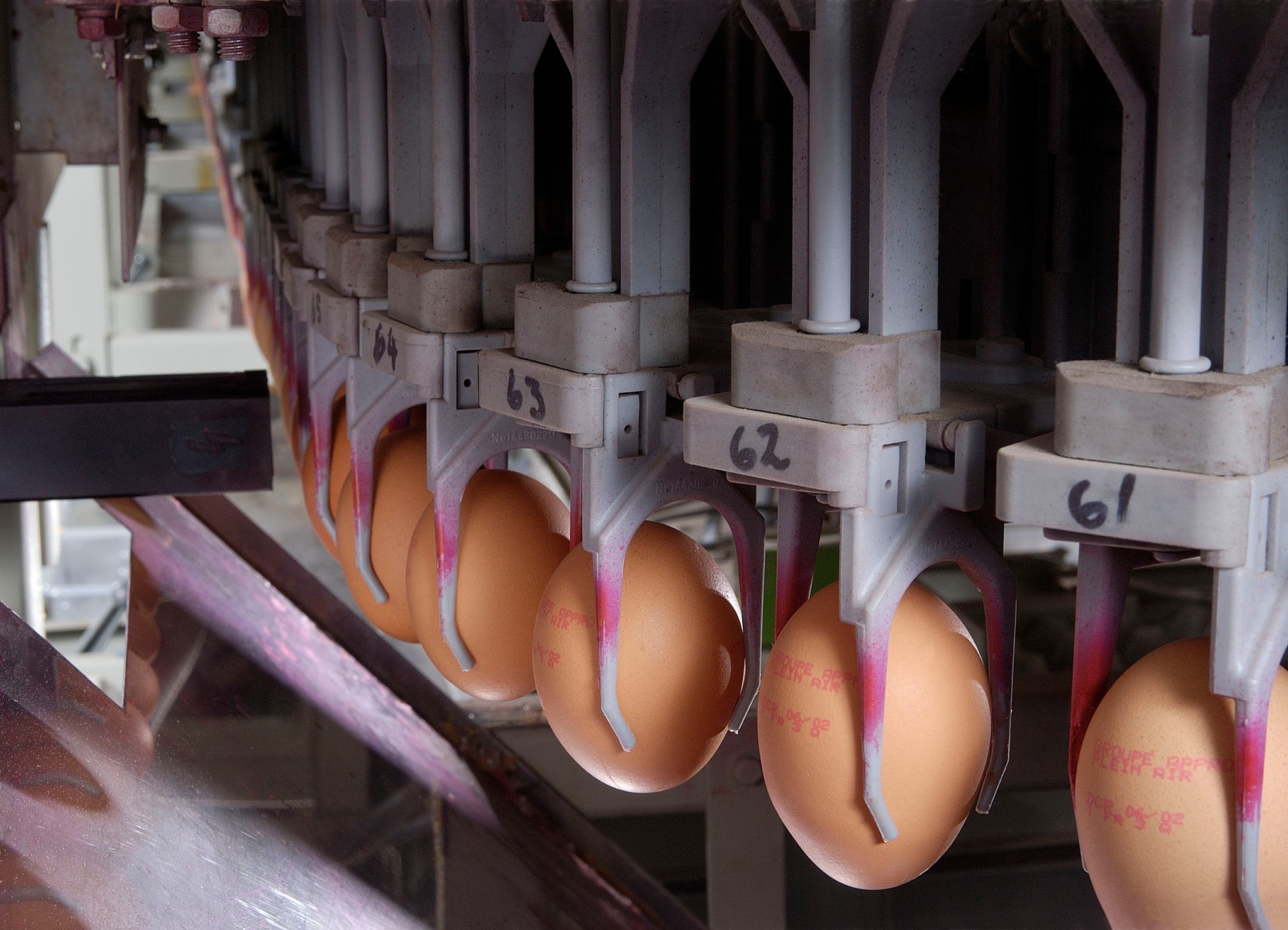 Print Information On Egg Shells