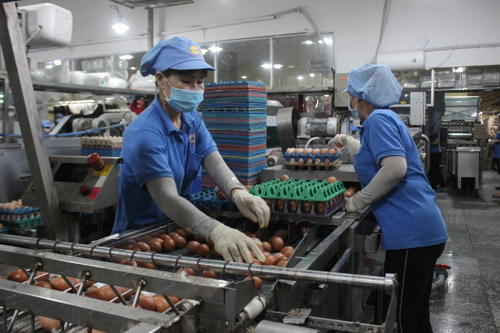 máy gắp trứng tự động
